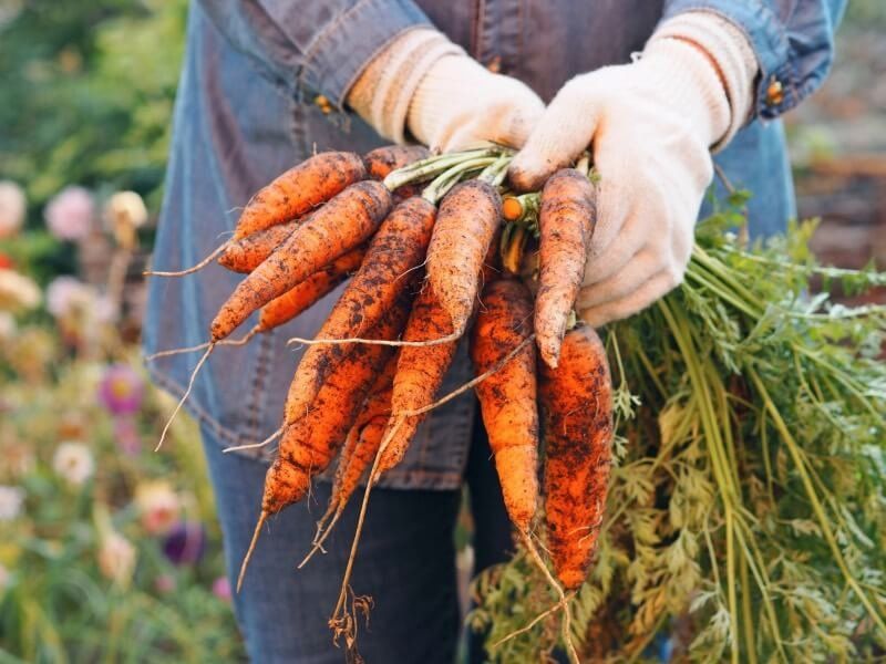 Harvest In Cool Weather For Better Flavor Harvest In Cool Weather For Better Flavor