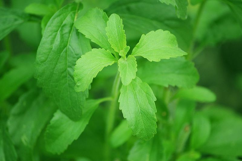Harvest Leaves Just Before Flowering For Peak Sweetness Harvest Leaves Just Before Flowering For Peak Sweetness