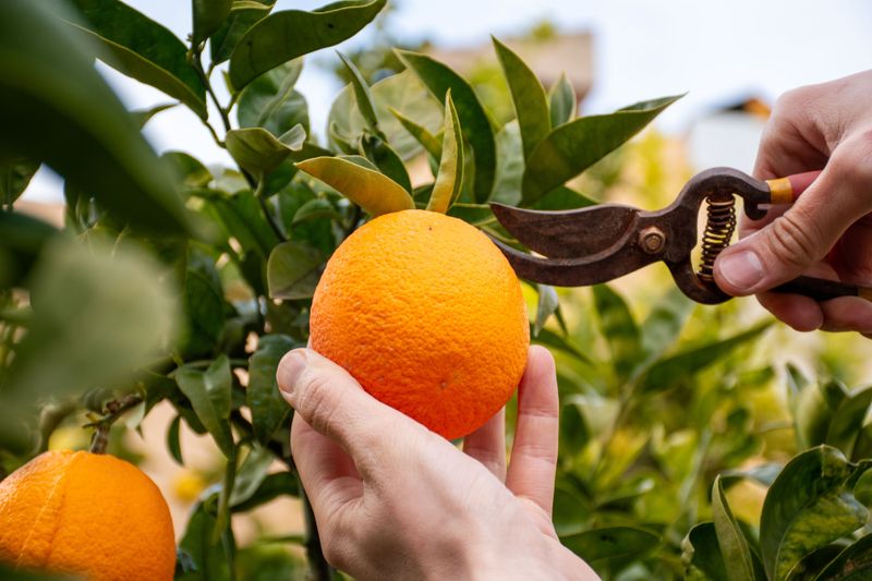 Harvest Mature Fruit Before It Splits