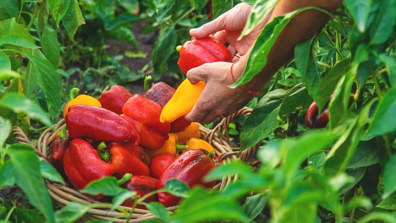 Harvest Mature Peppers Promptly Harvest Mature Peppers Promptly