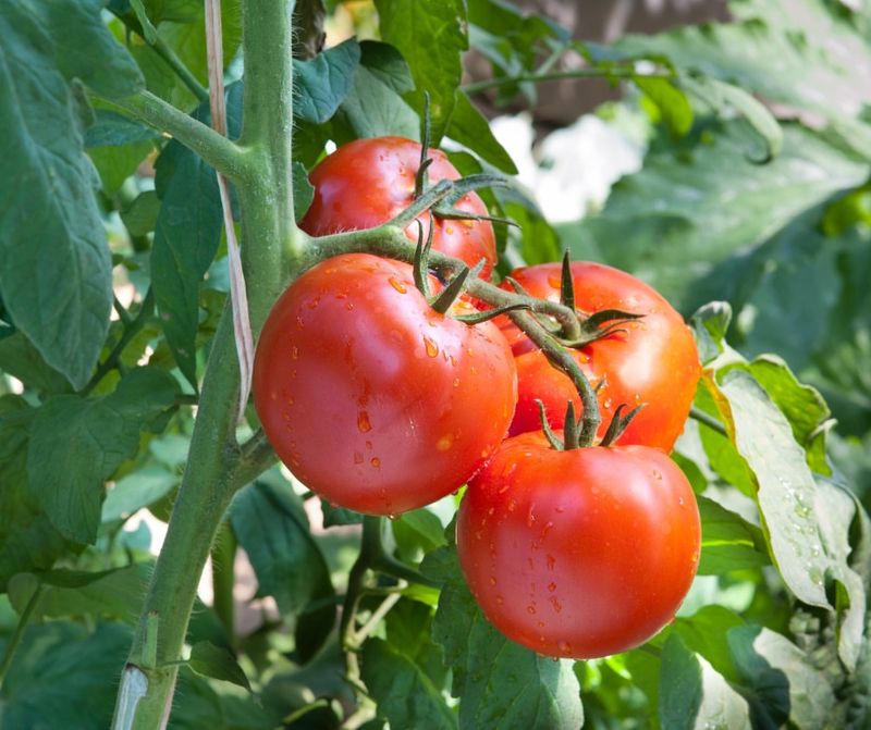 Harvest Often During Peak Tomato Season