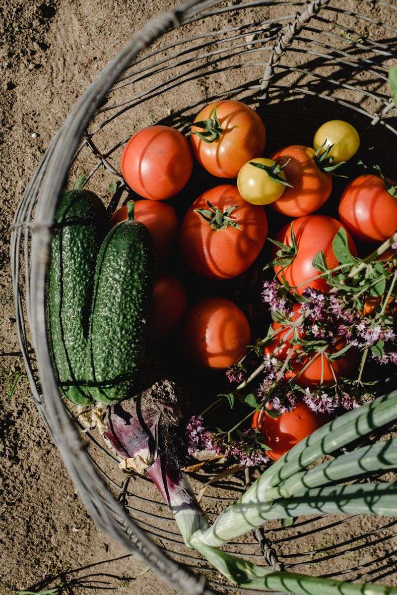 Harvest Often To Keep Plants Producing Harvest Often To Keep Plants Producing