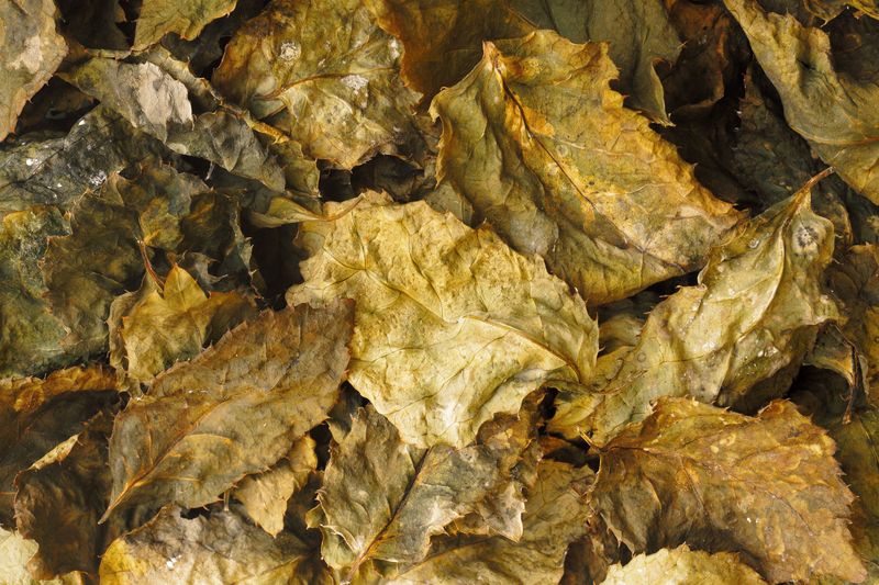 Harvest Once Foliage Yellows And Withers Away