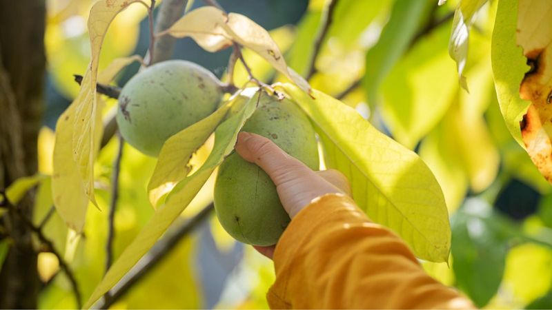 Harvest Pawpaws Before They Turn Fragile