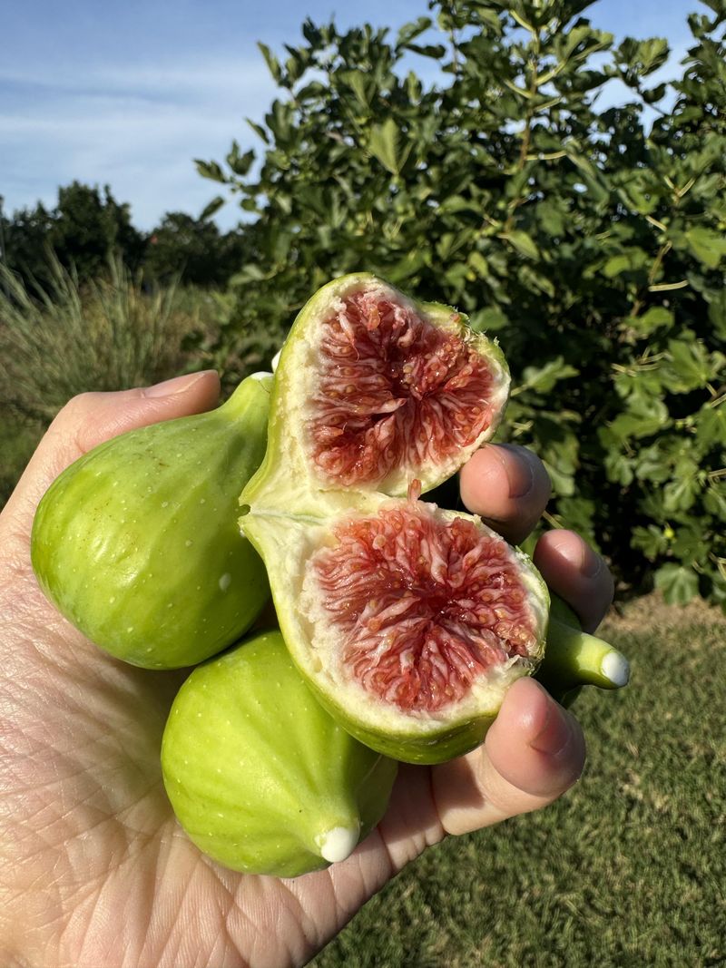 Harvest Ripe Figs Promptly To Reduce Pest Problems