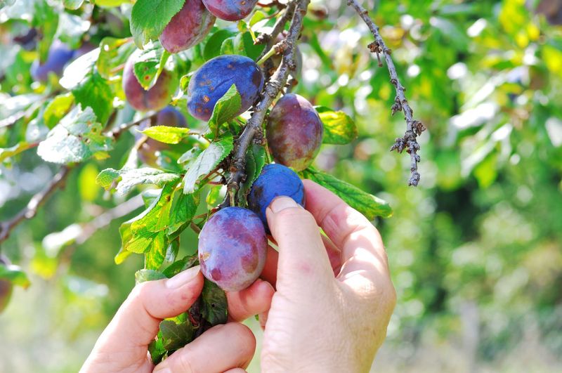 Harvest Ripe Plums Promptly As They Mature
