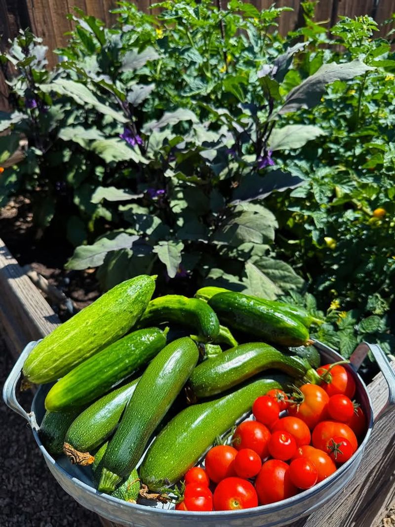 Harvest Ripe Produce Before The Heat Peaks Harvest Ripe Produce Before The Heat Peaks