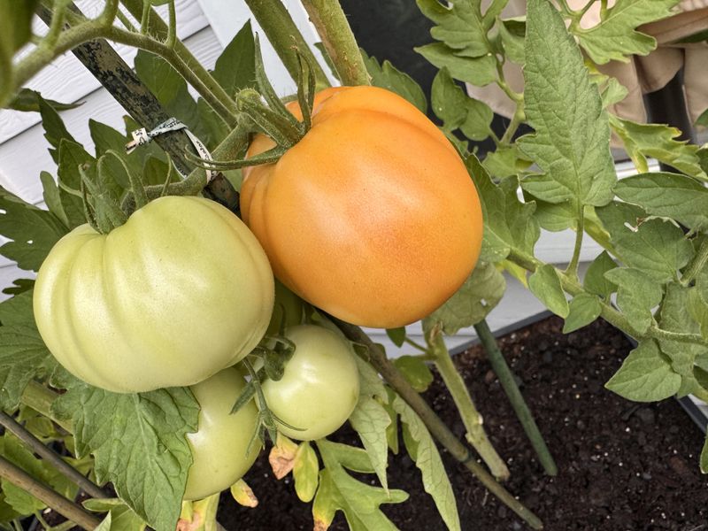 Harvest Ripe Produce Before They Find It Harvest Ripe Produce Before They Find It
