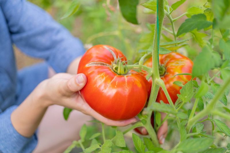 Harvest Ripe Tomatoes Before Moisture Swings