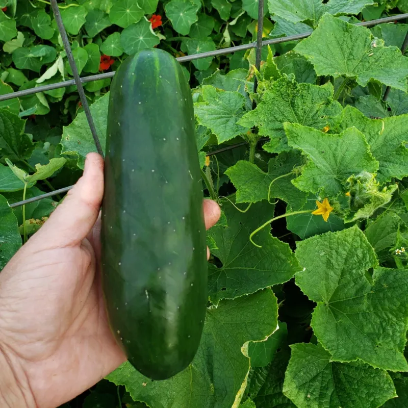 Harvest Slicing Cucumbers While They Are Dark Green Harvest Slicing Cucumbers While They Are Dark Green