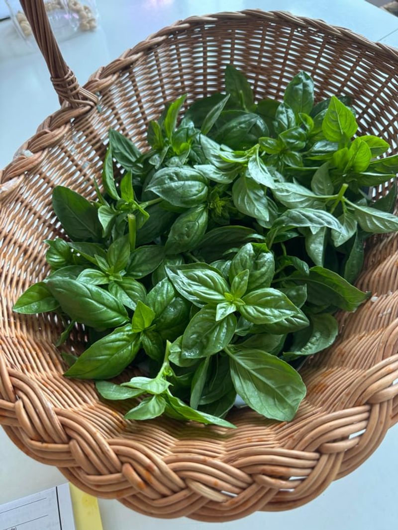 Harvest Stem Tips Instead Of Picking Only Large Leaves Harvest Stem Tips Instead Of Picking Only Large Leaves