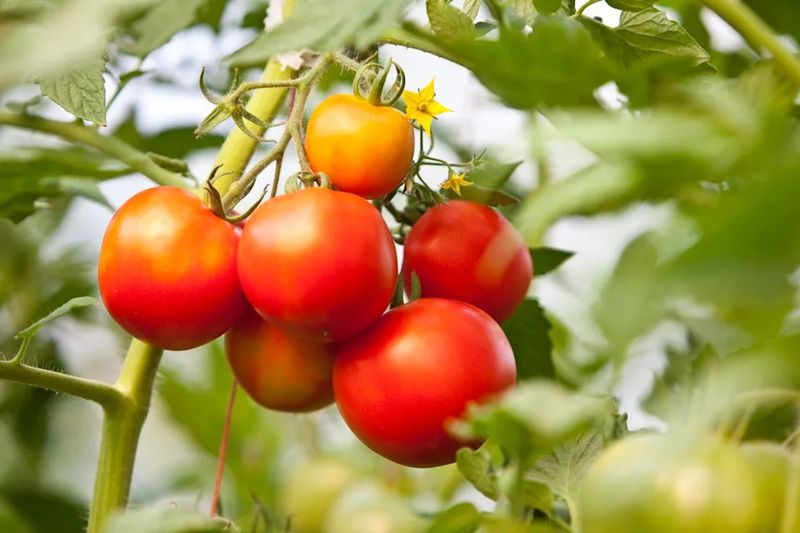 Harvest Tender Crops Early Harvest Tender Crops Early