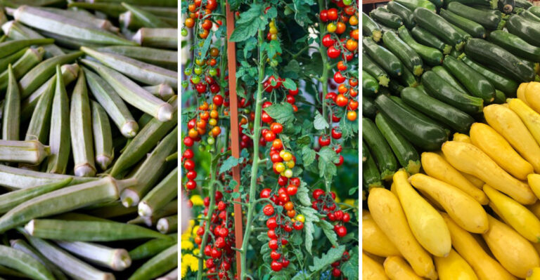 Harvest These 8 Vegetables More Often To Keep Them Producing In Louisiana