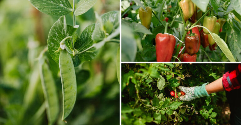Harvest These 8 Vegetables More Often To Keep Them Productive In Mississippi