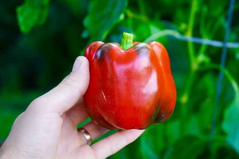 Harvest Timing Can Reduce Sun Exposure Harvest Timing Can Reduce Sun Exposure