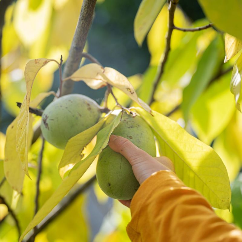Harvest Timing Determines How Useful The Crop Becomes Harvest Timing Determines How Useful The Crop Becomes
