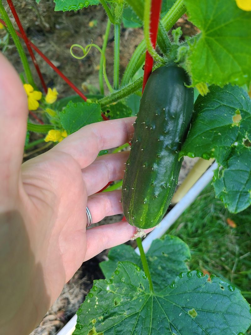 Harvest Timing Still Matters Harvest Timing Still Matters