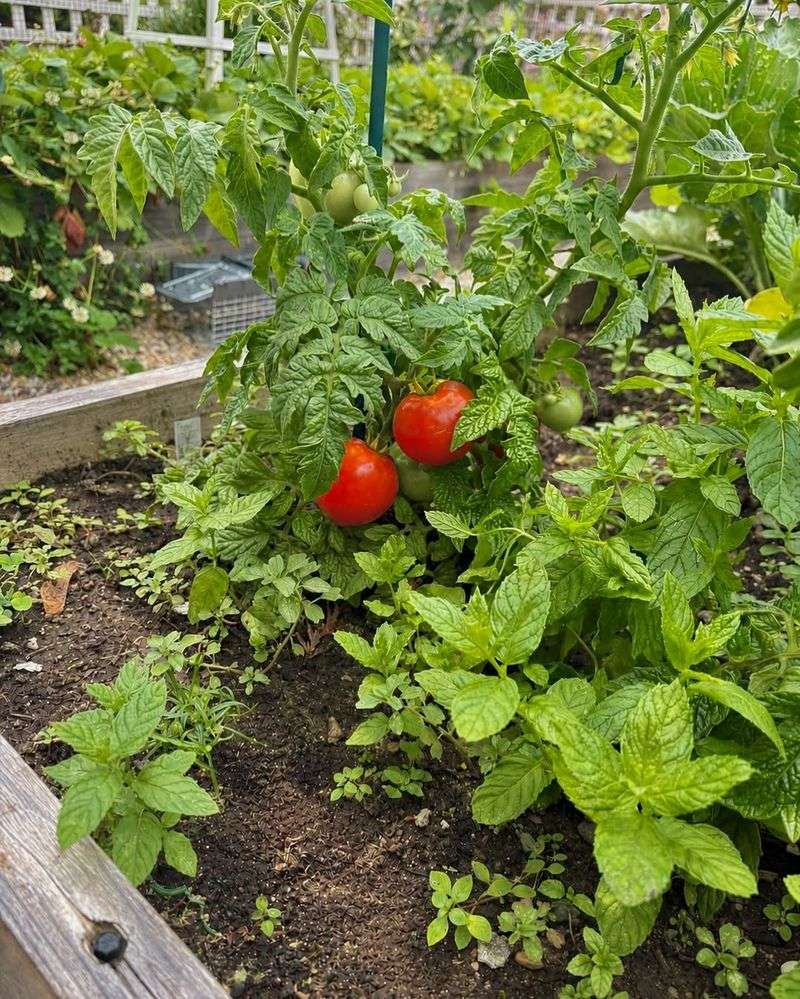Harvest Tomatoes That Have Started Changing Color