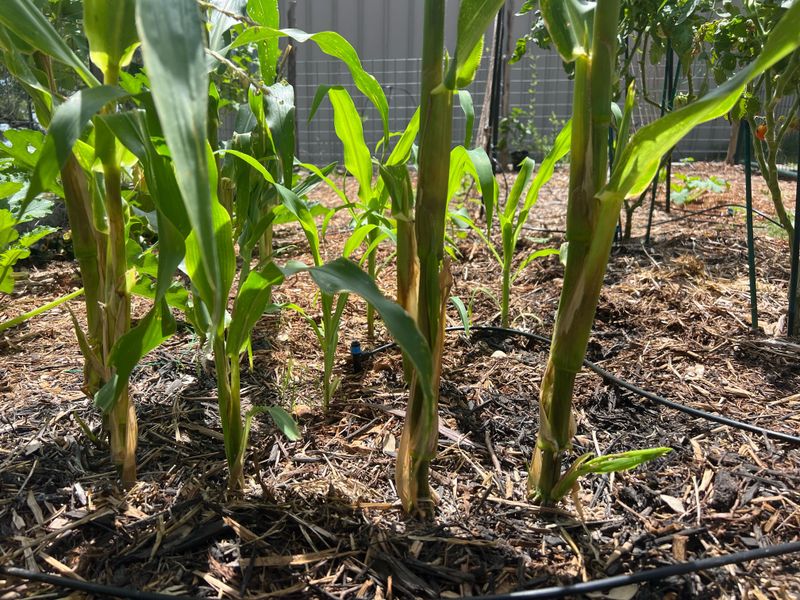 Harvested Sweet Corn Harvested Sweet Corn