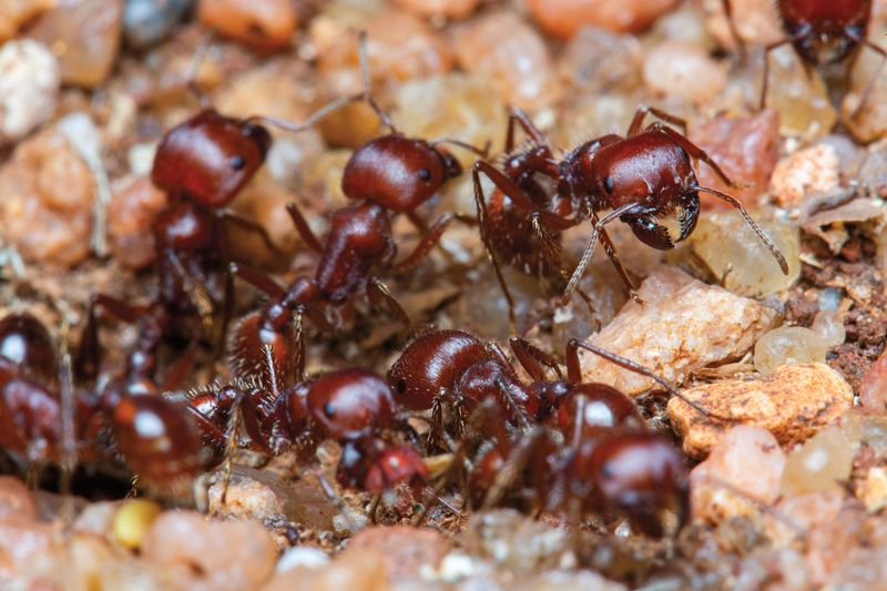 Harvester Ants May Be Present Nearby Harvester Ants May Be Present Nearby