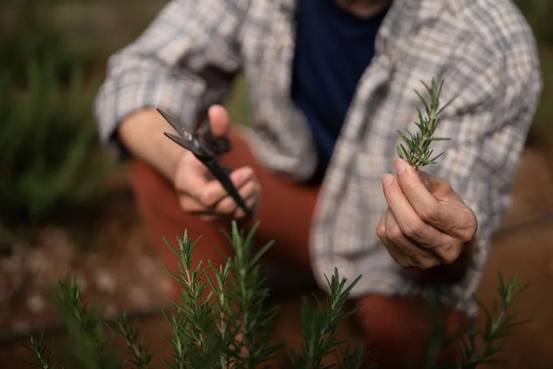 Harvesting At The Wrong Time Reduces Aroma Harvesting At The Wrong Time Reduces Aroma