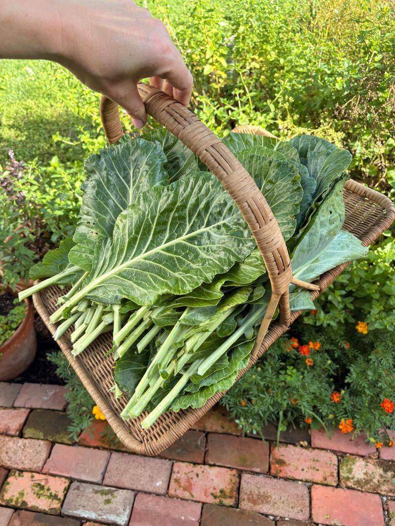 Harvesting Continues After Frost