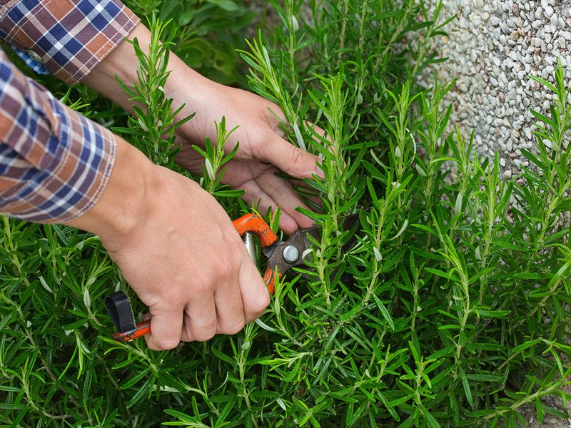 Harvesting Counts As Gentle Pruning Harvesting Counts As Gentle Pruning