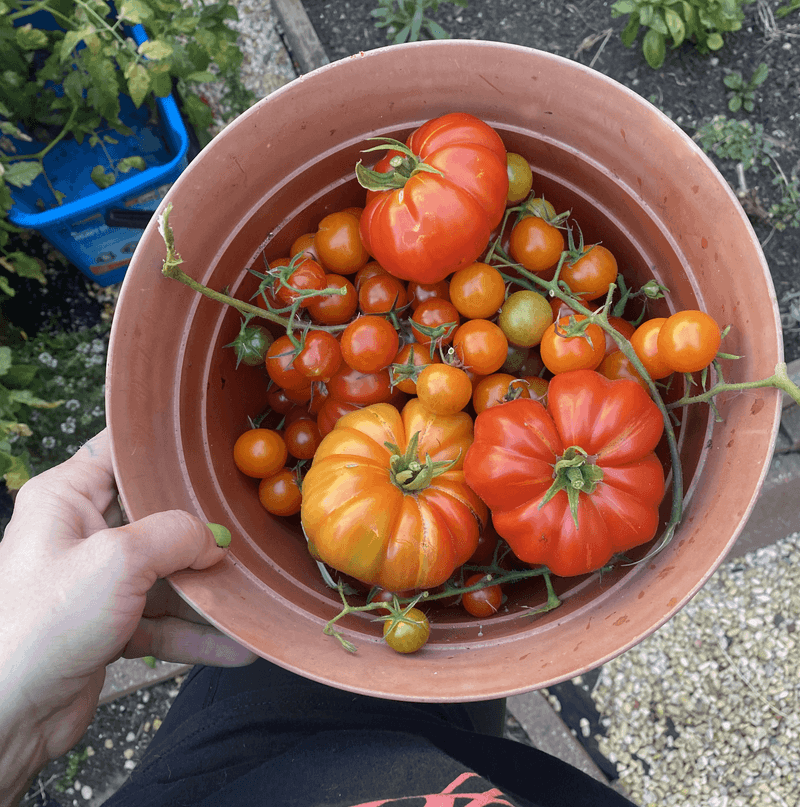 Harvesting Early Can Prevent Cracks Harvesting Early Can Prevent Cracks