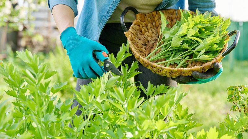 Harvesting Leaves Keeps Fresh Growth Coming Harvesting Leaves Keeps Fresh Growth Coming