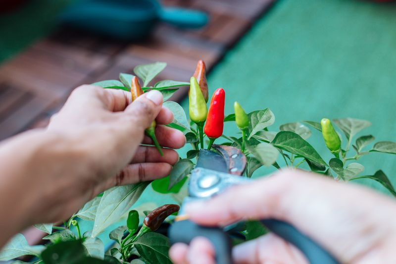 Harvesting Often Is The Secret To Nonstop Pepper Production
