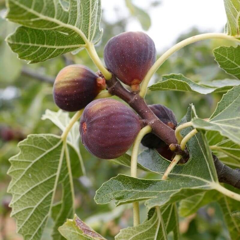 Harvesting Ripe Figs More Often Harvesting Ripe Figs More Often