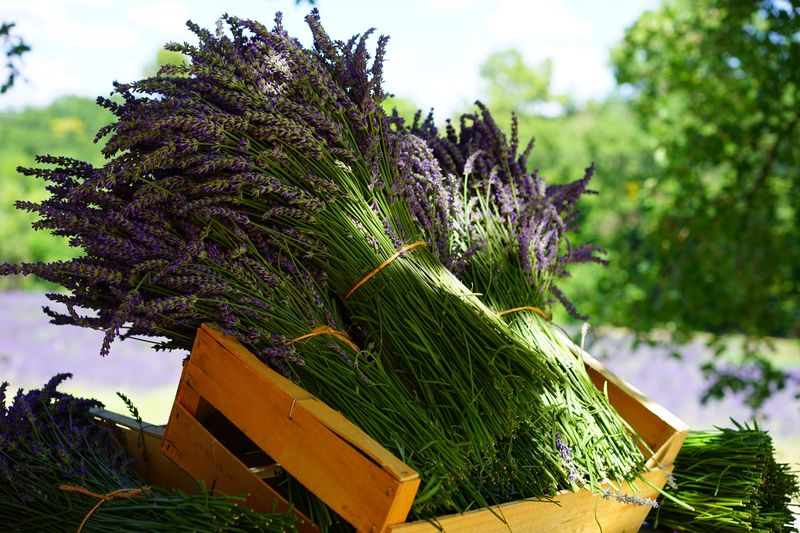 Harvesting Stems For Fragrance