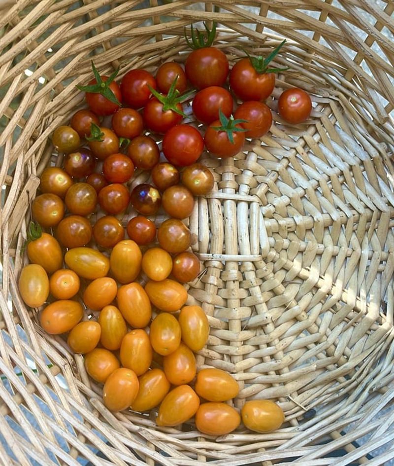 Harvesting Tips That Protect Both The Plant And The Fruit