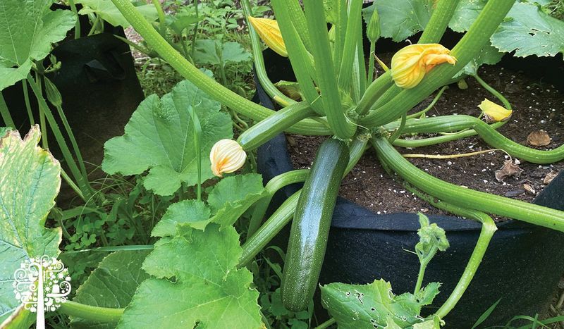 Harvesting Too Late Is The Common August Mistake