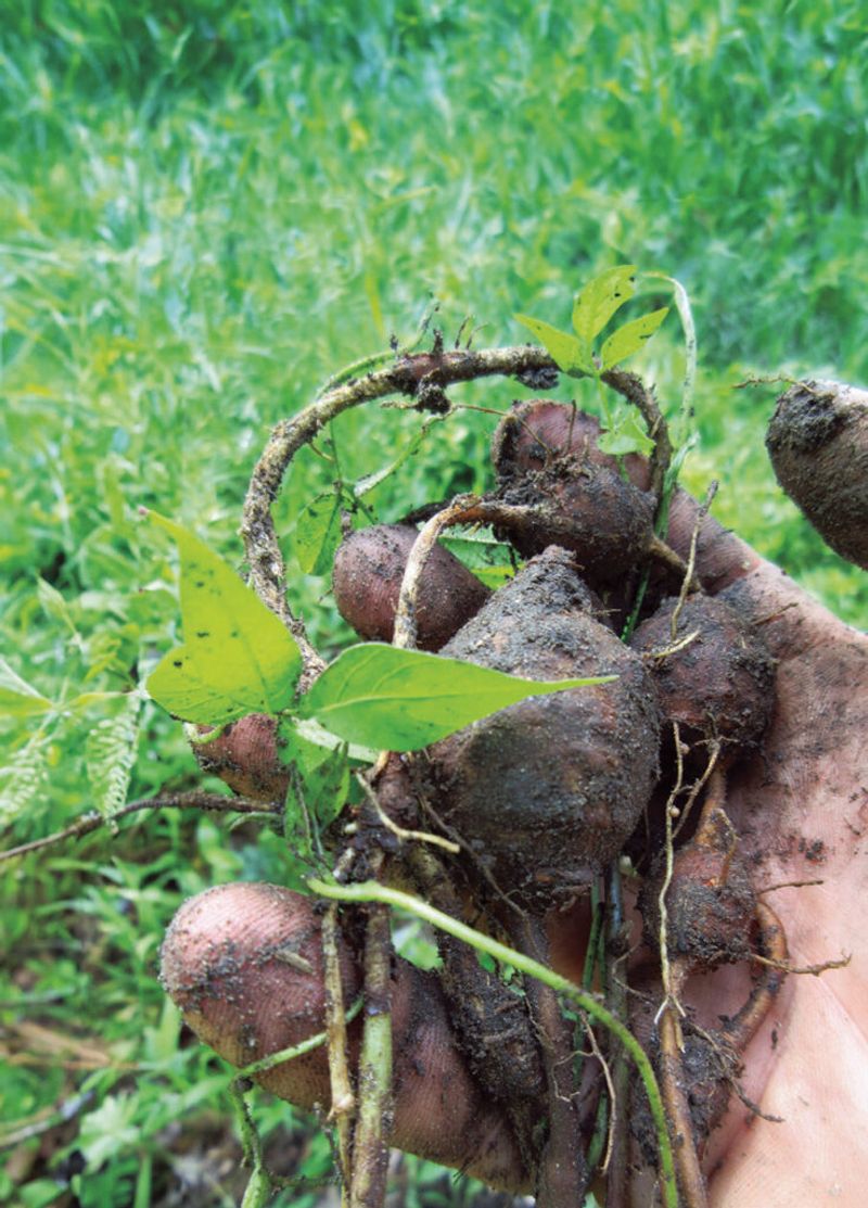 Harvesting Tubers Takes Patience And Planning Harvesting Tubers Takes Patience And Planning