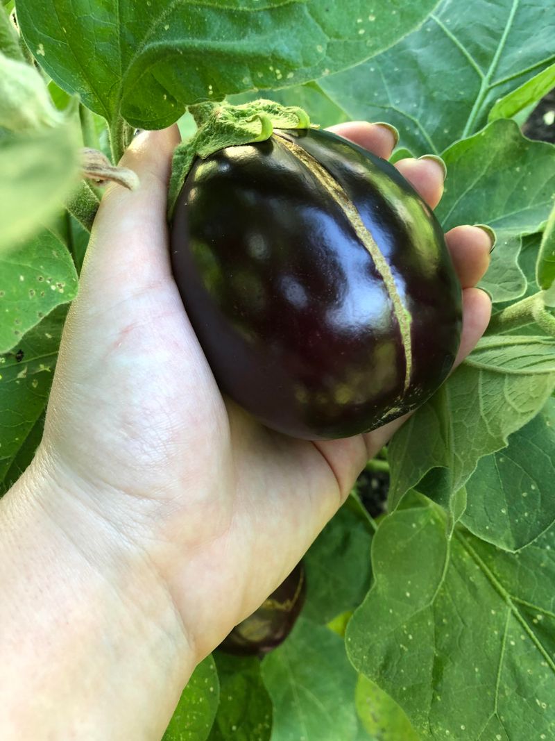 Harvesting Works Best With Consistent August Care Harvesting Works Best With Consistent August Care