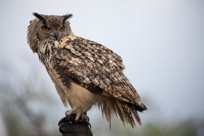 Hawks And Owls Hunt Chipmunks Regularly Hawks And Owls Hunt Chipmunks Regularly