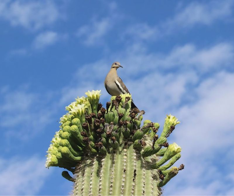 Healthier Vegetation Supports Birds And Pollinators