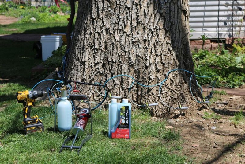 Healthy Ash Trees May Still Have Treatment Options Healthy Ash Trees May Still Have Treatment Options