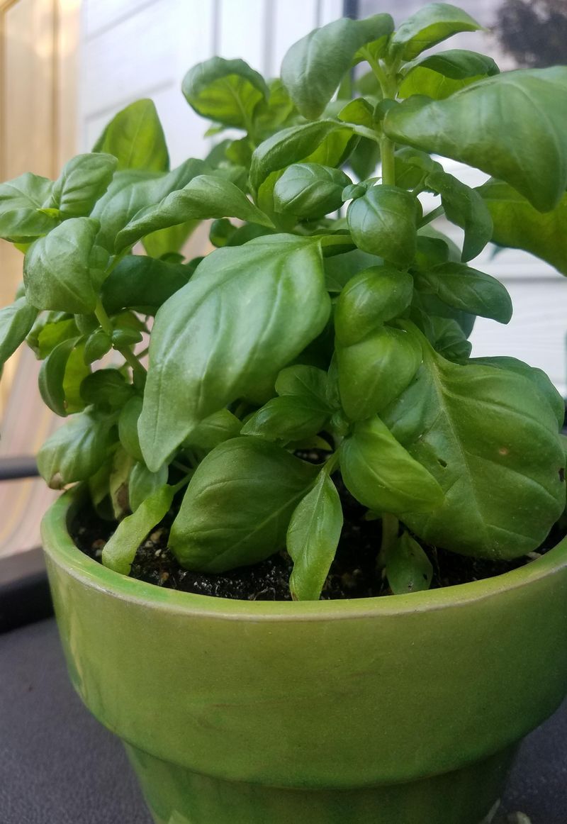Healthy Basil Smells Stronger