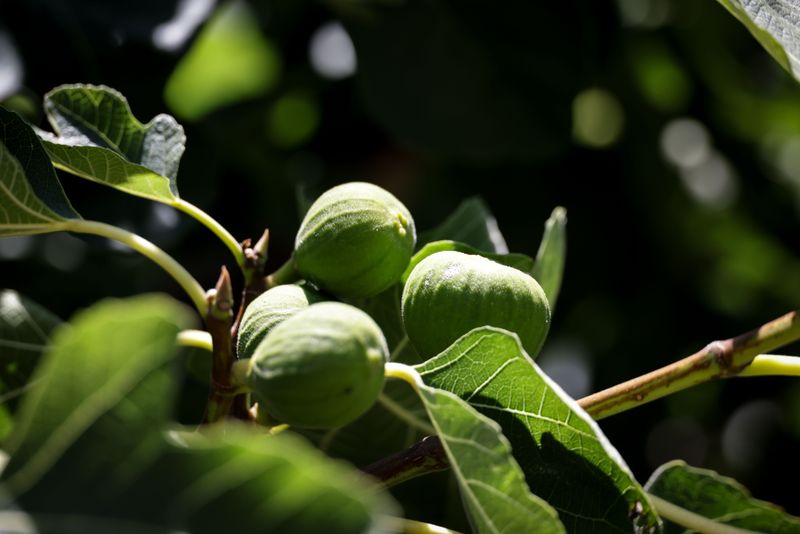 Healthy Branches Skipped The Slow Restart