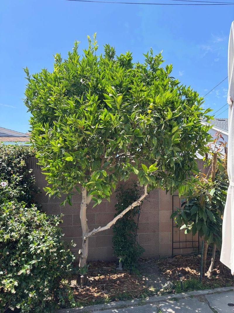 Healthy Canopies Shield Trunks And Major Limbs Healthy Canopies Shield Trunks And Major Limbs