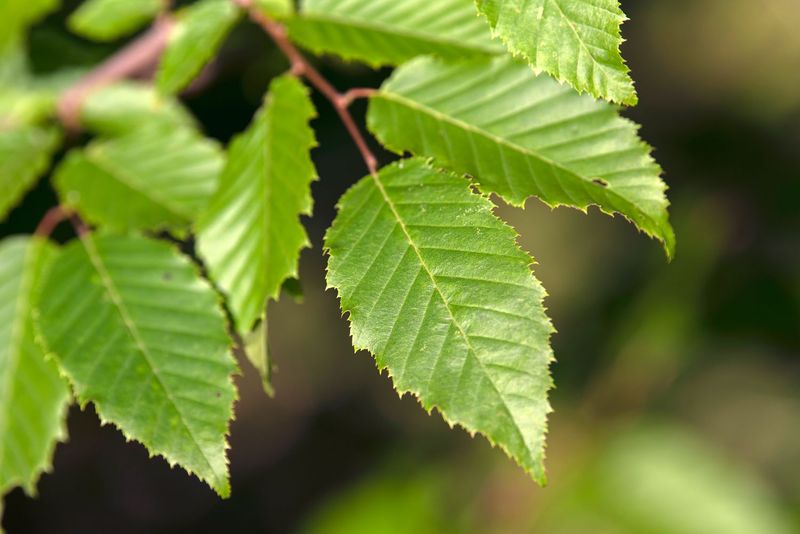 Healthy Foliage Usually Needs Little Pest-Related Attention