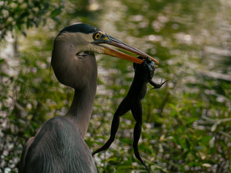 Healthy Frog And Amphibian Populations Can Attract Herons Healthy Frog And Amphibian Populations Can Attract Herons