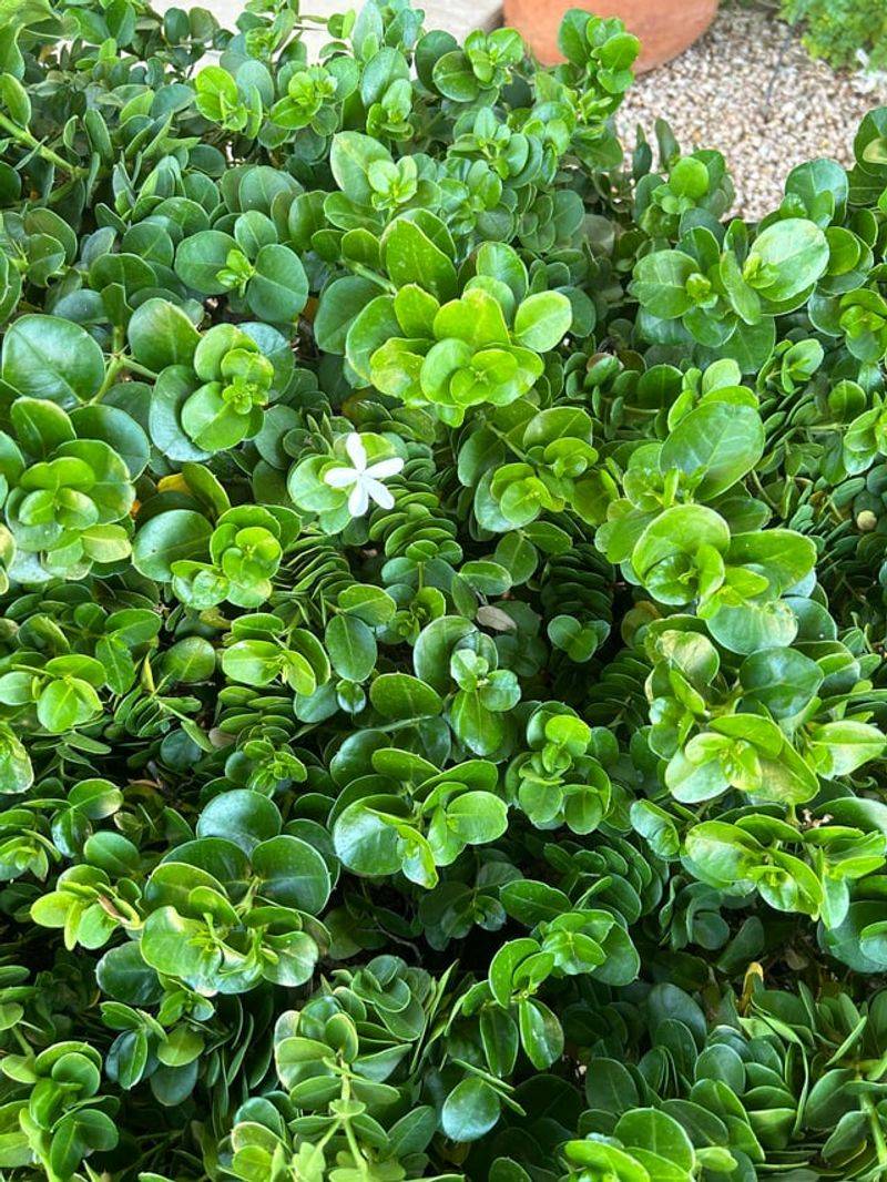 Healthy New Growth Helps Confirm Recovery
