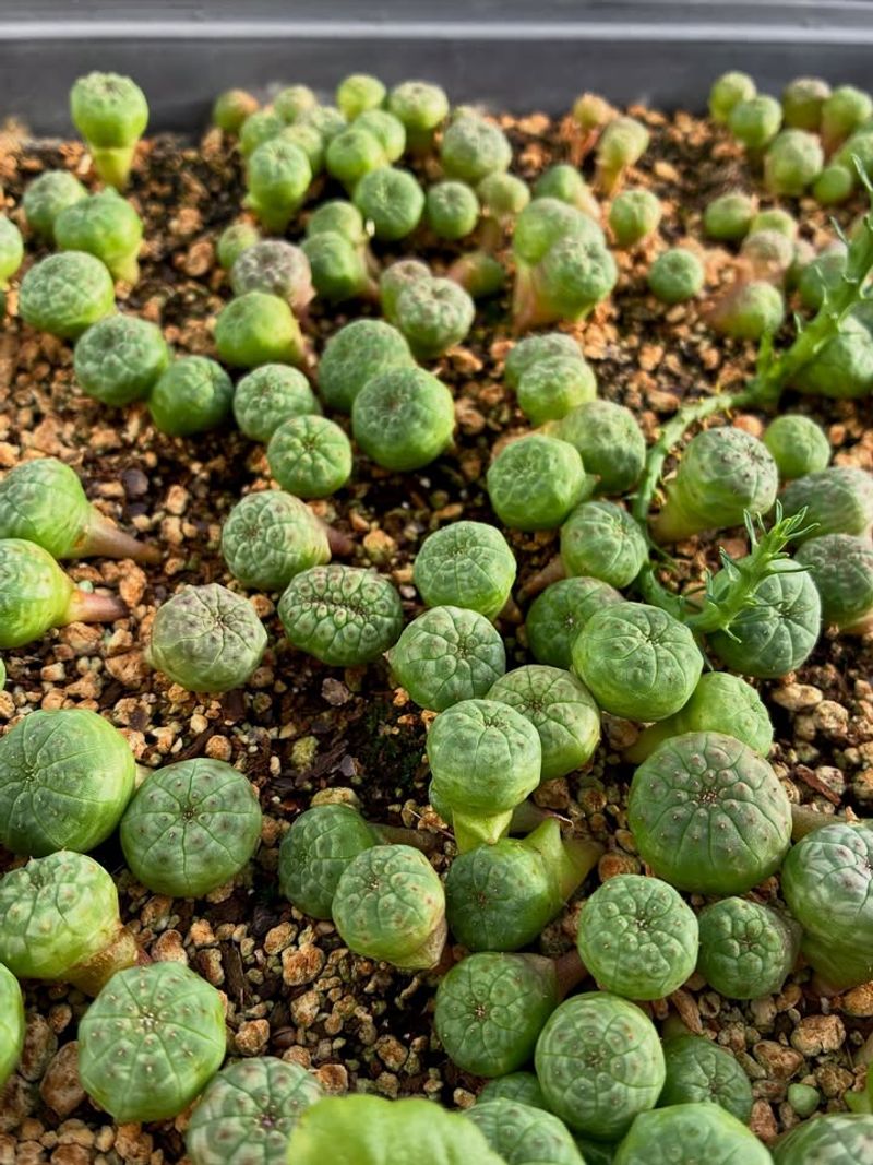 Healthy New Growth Signals The Right Time To Feed Healthy New Growth Signals The Right Time To Feed