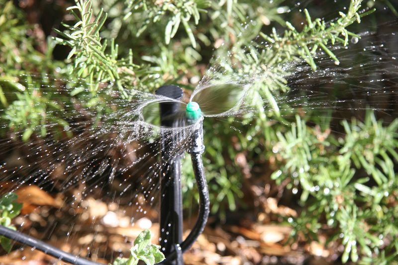 Healthy Plants Benefit From More Consistent Watering