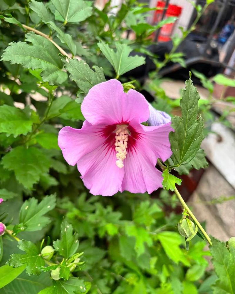 Healthy Plants Bloom Longer Into Fall