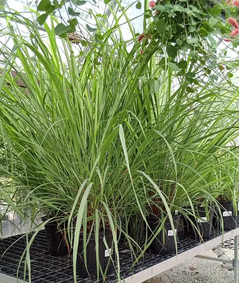 Healthy Plants Start With Consistent Watering