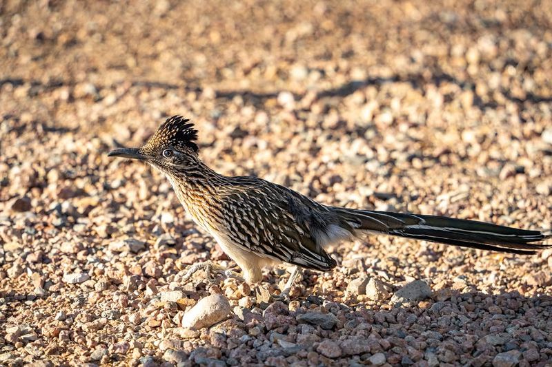 Healthy Prey Populations Support Nesting Pairs Healthy Prey Populations Support Nesting Pairs